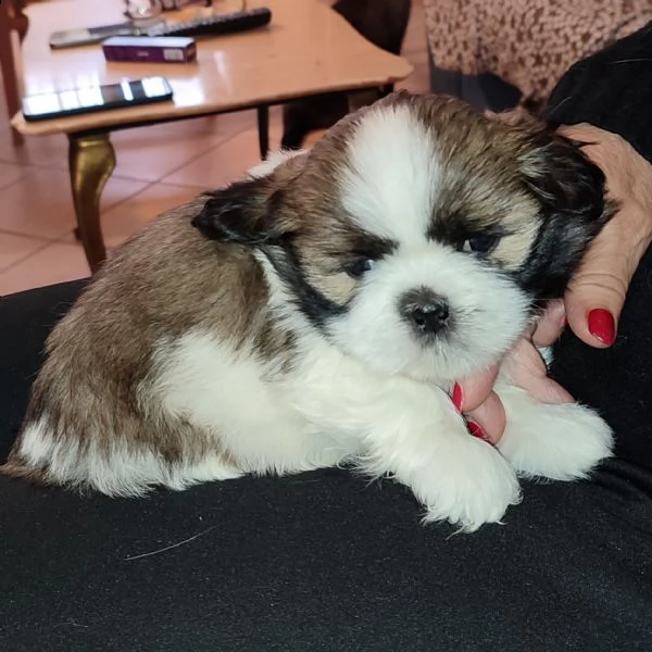 cuccioli di shitzu  | Foto 5