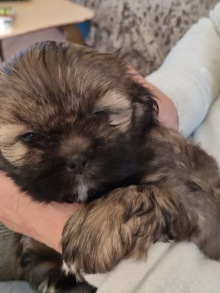cuccioli di shitzu  | Foto 4
