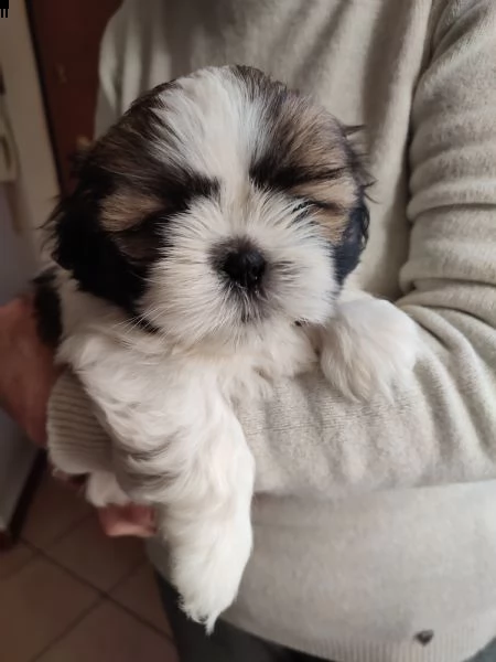 cuccioli di shitzu  | Foto 3