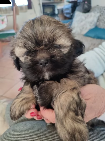 cuccioli di shitzu  | Foto 1
