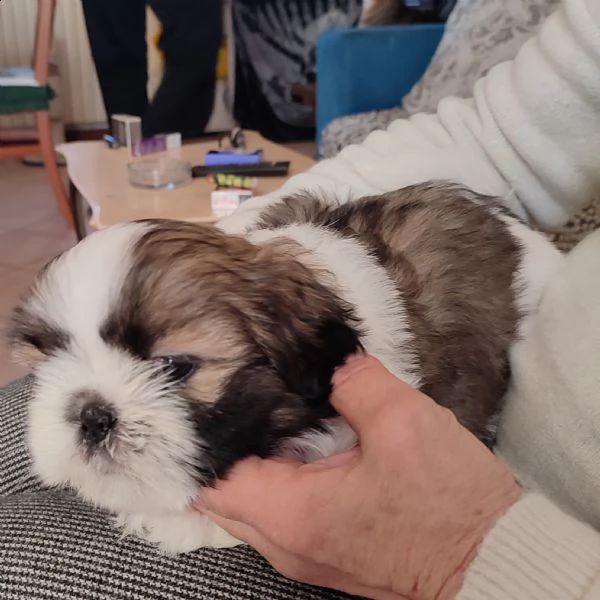 cuccioli di shitzu  | Foto 0