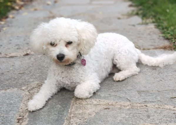 bichon frisè femmina 