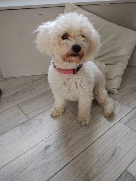 bichon frisè femmina  | Foto 0