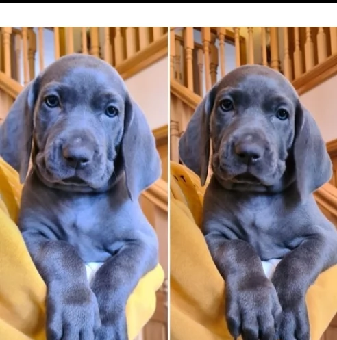 cucciolo di weimaraner blue