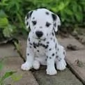 cerco dalmata in regalo per una persona speciale