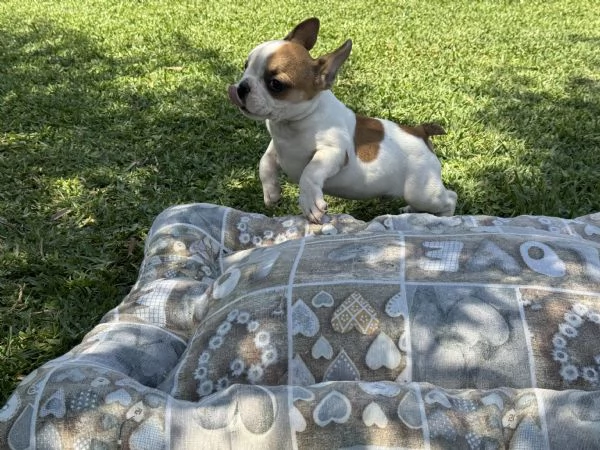 bulldog francese cuccioli | Foto 6