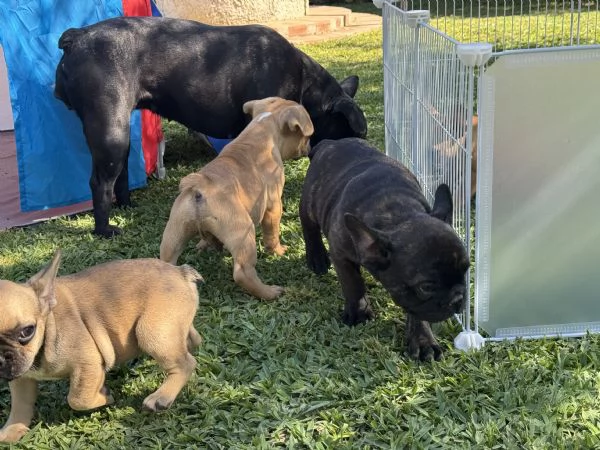 bulldog francese cuccioli | Foto 5