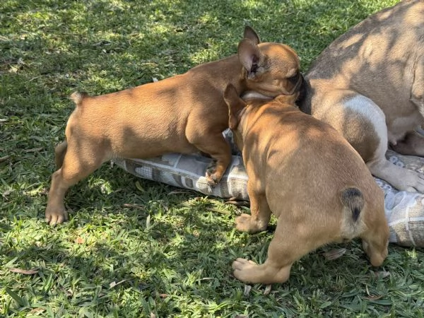 bulldog francese cuccioli | Foto 4