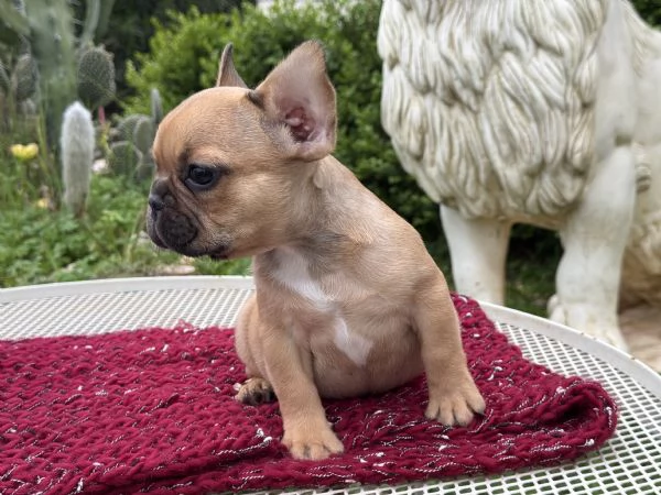 bulldog francese cuccioli | Foto 2