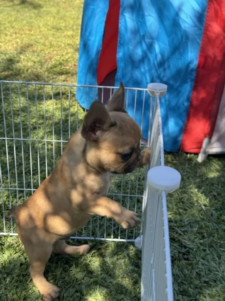 bulldog francese cuccioli | Foto 1
