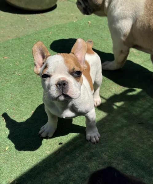 bulldog francese cuccioli
