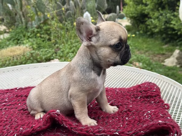 bulldog francese cuccioli | Foto 0