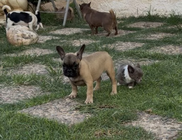 Cucciola di bulldog francese fulva | Foto 5