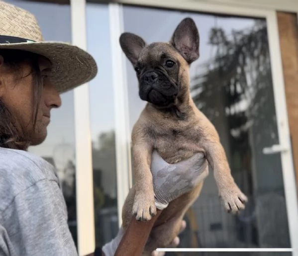 Cucciola di bulldog francese fulva | Foto 3