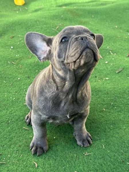 bulldog francese | Foto 1