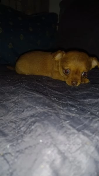 chihuahua  | Foto 2
