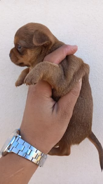 chihuahua  | Foto 1