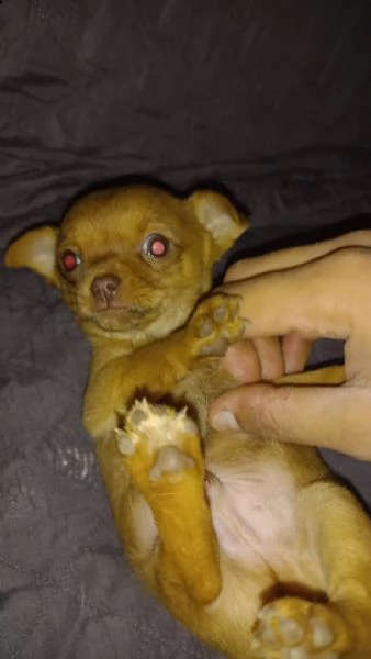chihuahua  | Foto 0