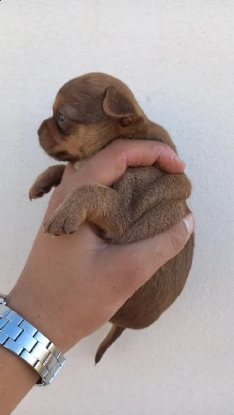 chihuahua 