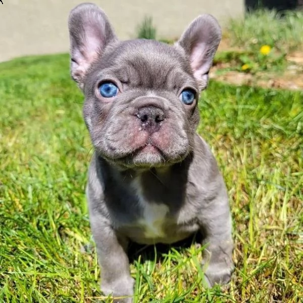 regalo cuccioli di bulldog francese economici