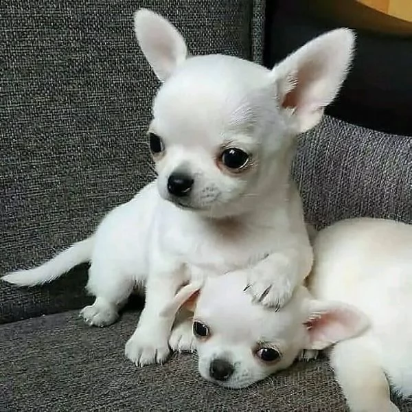 cuccioli di chihuahua regalo maschio e femmina