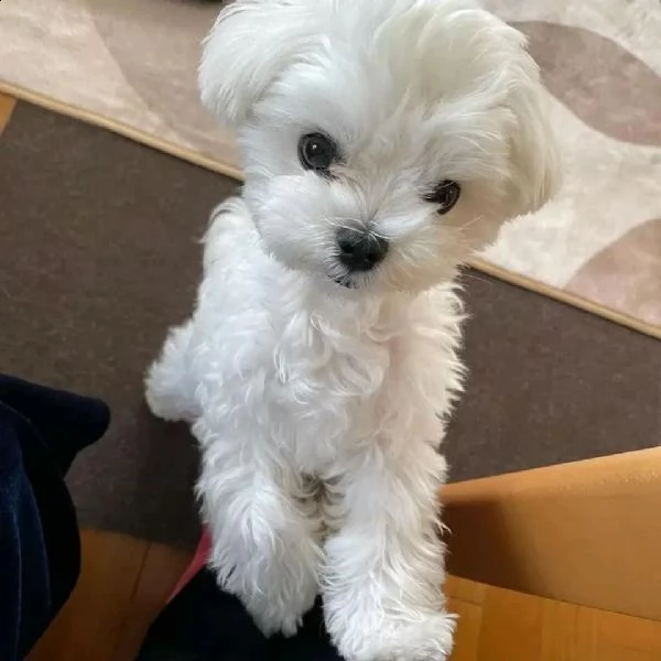 abbiamo cuccioli di maltese toy disponibili in regalo a sardegna  | Foto 0
