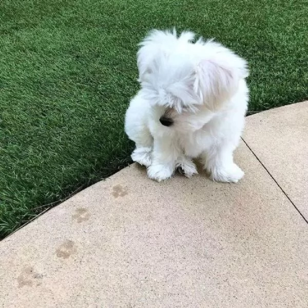 abbiamo cuccioli di maltese toy disponibili in regalo a sardegna 