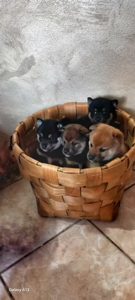 Cuccioli shiba inu pedigree Enci 