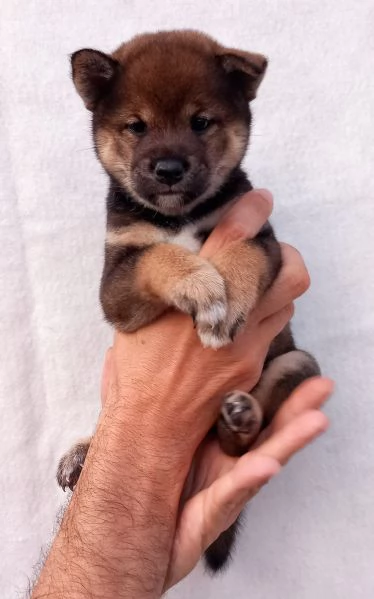 Cuccioli shiba inu pedigree Enci  | Foto 4