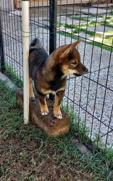 Cuccioli shiba inu pedigree Enci  | Foto 4
