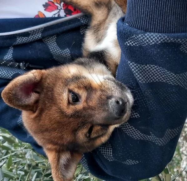 Cuccioli shiba inu pedigree Enci 