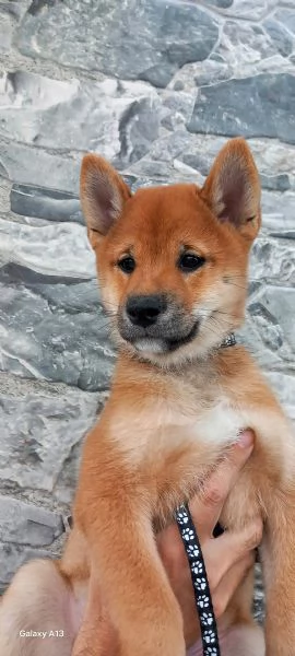 Cuccioli shiba inu pedigree Enci  | Foto 3