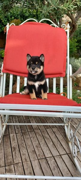 Cuccioli shiba inu pedigree Enci  | Foto 3