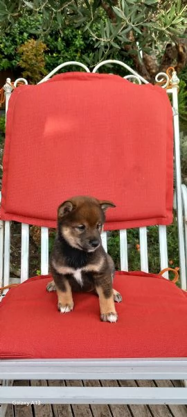 Cuccioli shiba inu pedigree Enci  | Foto 2
