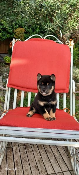 Cuccioli shiba inu pedigree Enci  | Foto 1