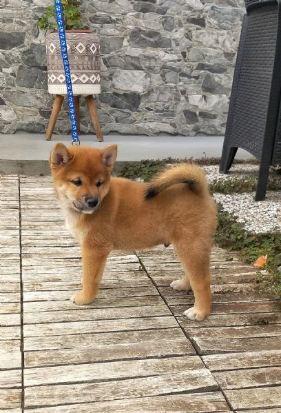 Cuccioli shiba inu pedigree Enci  | Foto 2