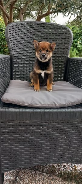 Cuccioli shiba inu pedigree Enci  | Foto 1
