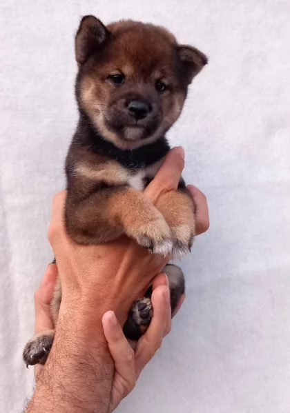 Cuccioli shiba inu pedigree Enci  | Foto 0