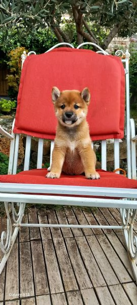 Cuccioli shiba inu pedigree Enci  | Foto 0