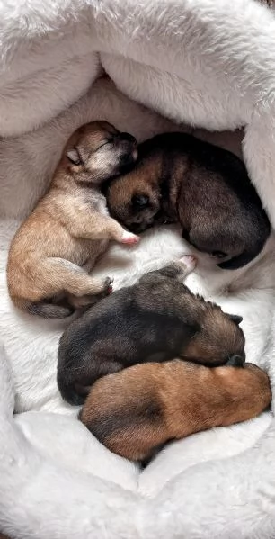 Cuccioli shiba inu pedigree Enci  | Foto 0