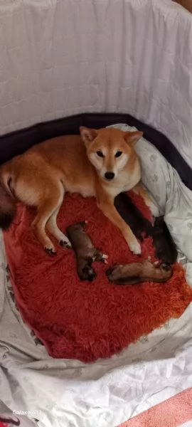 Cuccioli shiba inu pedigree Enci 