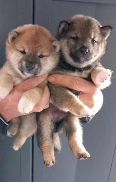 Cuccioli shiba inu pedigree Enci  | Foto 2