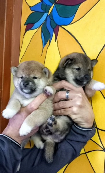 Cuccioli shiba inu pedigree Enci  | Foto 1
