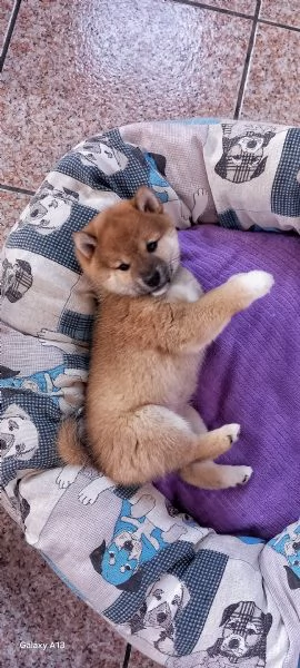 Cucciola shiba inu  rossa pedigree  | Foto 3
