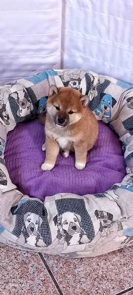 Cucciola shiba inu  rossa pedigree  | Foto 2