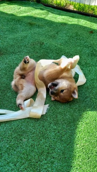 Cucciola shiba inu  rossa pedigree 