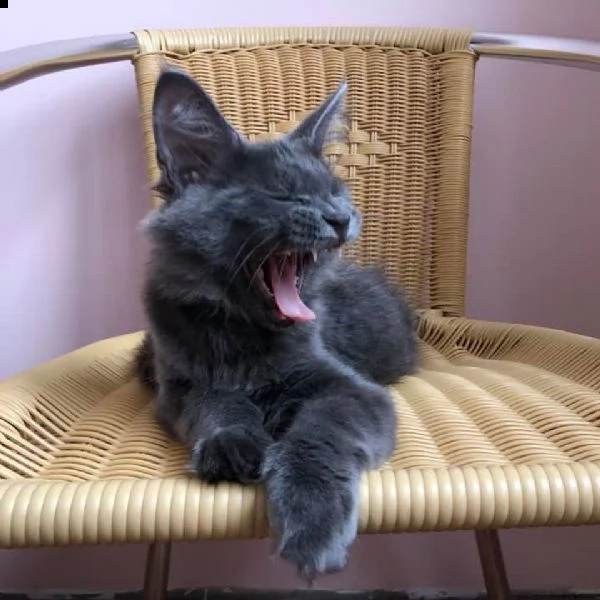 regalo gatto maine coon meravigliosi  