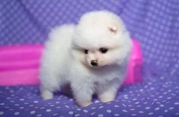 regalo  volpino pomerania mini toy