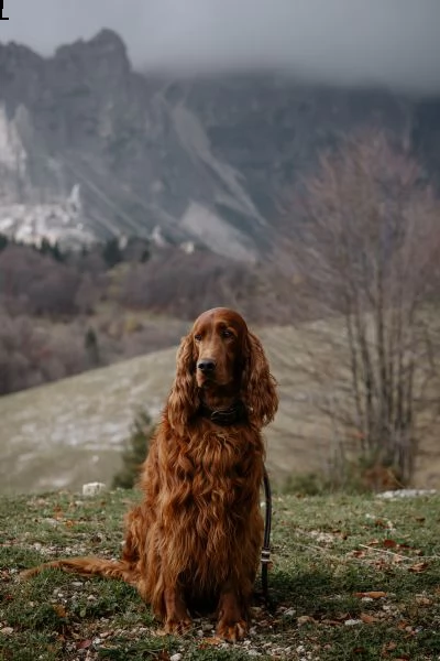 setter irlandese - cuccioli | Foto 1