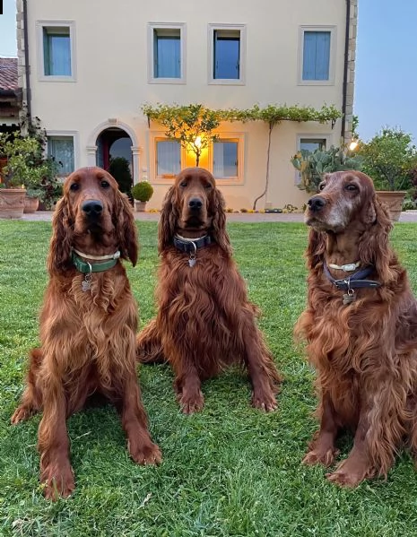 setter irlandese - cuccioli | Foto 0